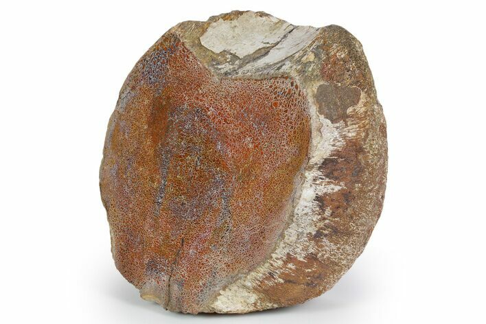 Polished Dinosaur Vertebra Section (Gembone) - New Mexico #348865